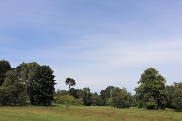 Trees and bushes in country park