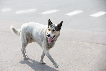 A street dog runs along the road. A dog of no nationality.