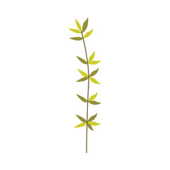 Green plant branch of leaves - natural floral element for design in flat style isolated on white background. Botanical decoration of tree or flower foliage - vector illustration of herbal object.