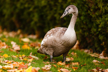 Domestic goose in the park in autumn