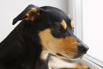 Inbred dog sits and looks out the window.