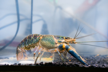 Crayfish lobster has eggs at abdomen, Cherax quadricarinatus
