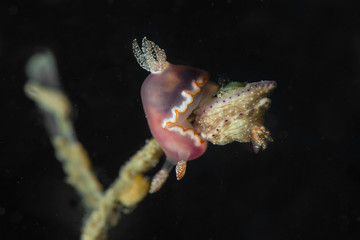 Nudibranch Goniobranchus sp. 39, NSSI. Picture was taken in Anilao, Philippines