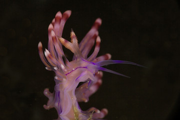 Fototapeta na wymiar Nudibranch Coryphellina rubrolineata. Picture was taken in Anilao, Philippines