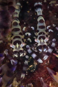Coleman Shrimps (Periclimenes colemani).  Picture was taken in Anilao, Philippines