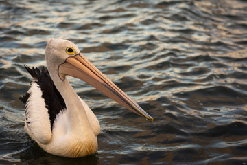 Pelican swimming on the sea