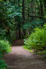 wide dirt path through forest