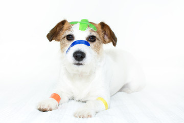 SICK AND CUTE DOG WITH COLORFUL MEDICAL PATCH FIRST AID BANDS PLASTER STRIPS ON BED ISOLATED ON WHITE BACKGROUND.jpg