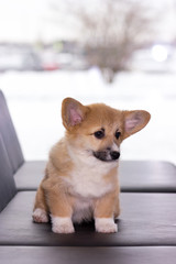 Welsh corgi puppy