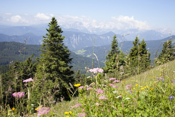 Beautiful colorful flowers in slovenian mountains, view on Triglav, Julian Alps highest mountain,...