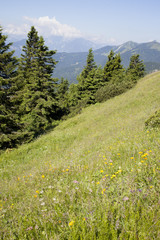 Beautiful colorful flowers in slovenian mountains, view on Triglav, Julian Alps highest mountain, 2864 m, on sunny summer day