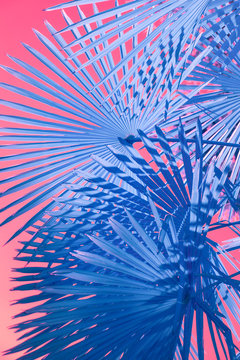 Minimal blu palms on pink background