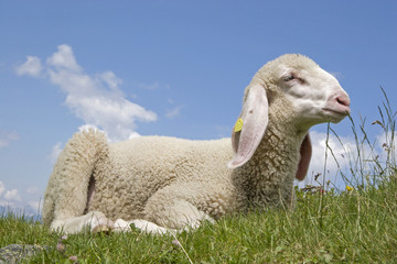 Naklejka premium Weißes Lamm im Gebirge