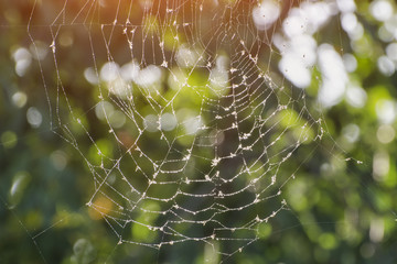 Wet web under the sun. Greens on background