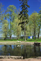 Park for walks with a pond and swans