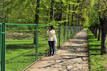 Fototapeta na wymiar Mom with the child looking at the animals through the fence in the park