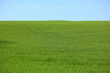 Getreidefeld im Frühling, grün