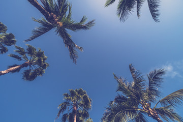 Beautiful tropical coconut palm tree with sky background