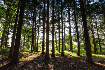 新緑と木漏れ日と杉林