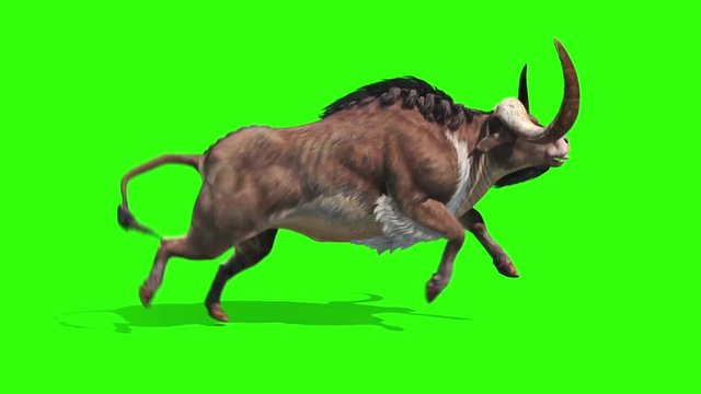 Buffalo Runs Loop Side Animals Horns Green Screen 3D Rendering Animation