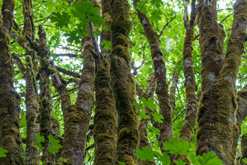 Fototapeta premium vivid green of moss trees and leaves
