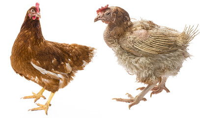 layers - hen from intensive  indoor farming - animal protection concept - the difference between free-range hen and hen from intensive breeding