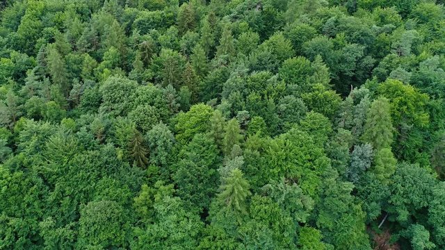 Aerial view of a forest - tracking shot