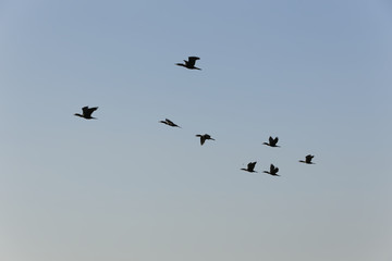 Flock of birds fly over the lakes of southeastern Mexico and Central America. This region has a large area of rainforest and is a refuge for a lot of wildlife.