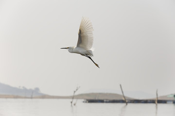 The little egret (Egretta garzetta) flies in the lakes of the southeast of Mexico and Central America that are refuge of great colonies of diverse species of heron and other birds