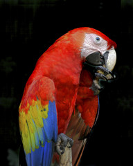 Scarlet macaw (Ara macao) in natural habitat. Macaws are native to rainforest of Central America and North America (only Mexico), South America, and formerly the Caribbean.
