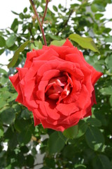 Fototapeta premium Rose 