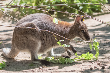  Kangaroo eating grass, portrait 
