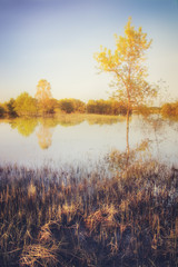 Lonely tree standing in water on the floodplains of Zagyva river in Hungary
