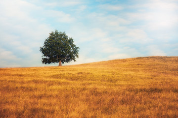 Lonely tree standing in the middle of empty field with cloudy sky background