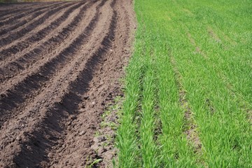 sprouts of green wheat on the field