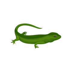 Gecko amphibian creature vector Illustration on a white background