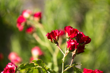 red small rose close-up on a green background