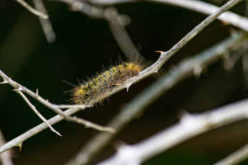 yellow and black caterpillar on vine