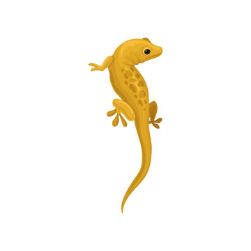 Lizard amphibian animal vector Illustration on a white background