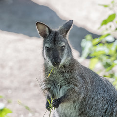  Kangaroo eating grass, portrait 
