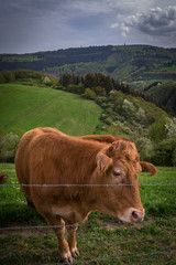 Fototapeta na wymiar Kuh Herde Eifel 