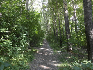 дорога в лесу летом