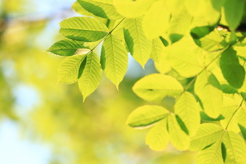 Green leaves on tree, bright blue sky in background
