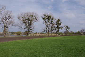 Fototapeta na wymiar green field and big trees in the distance