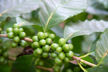 organic   coffee   Red Coffee Cherries On Coffee Plant