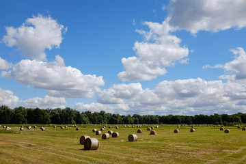 beautiful sunny farmland with dozen of hay bales