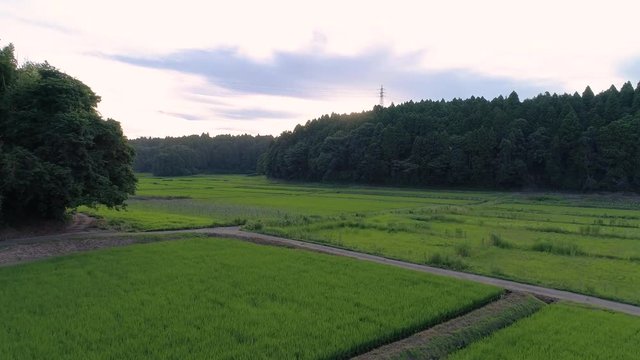 田んぼ・稲作・4K