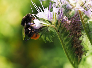bumblebee and blossom