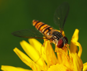 Syrphidae on a yellow blossom