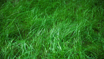 Young Green Grass